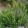 Rozemarijn (Rosmarinus officinalis)